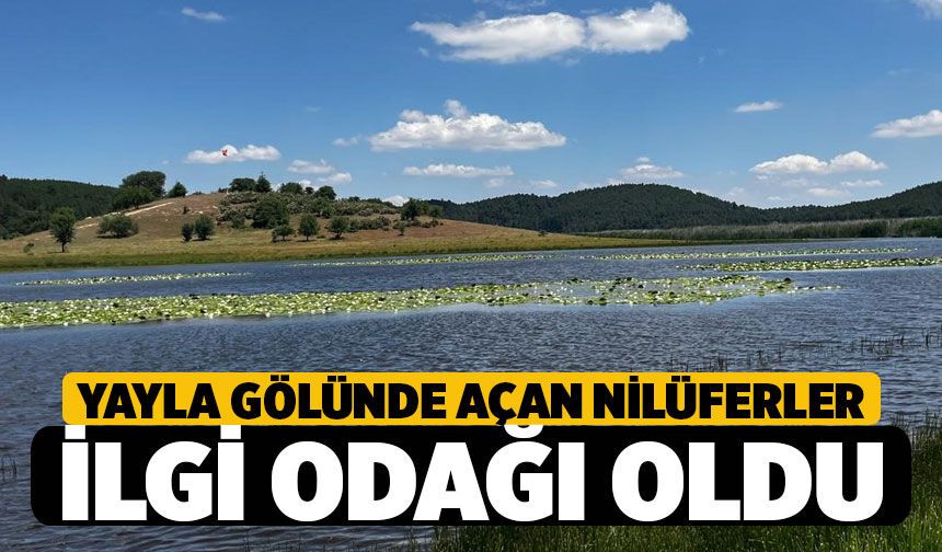 Buldan Yayla Gölü'ne Açan Nilüferler İlgi Odağı Oldu