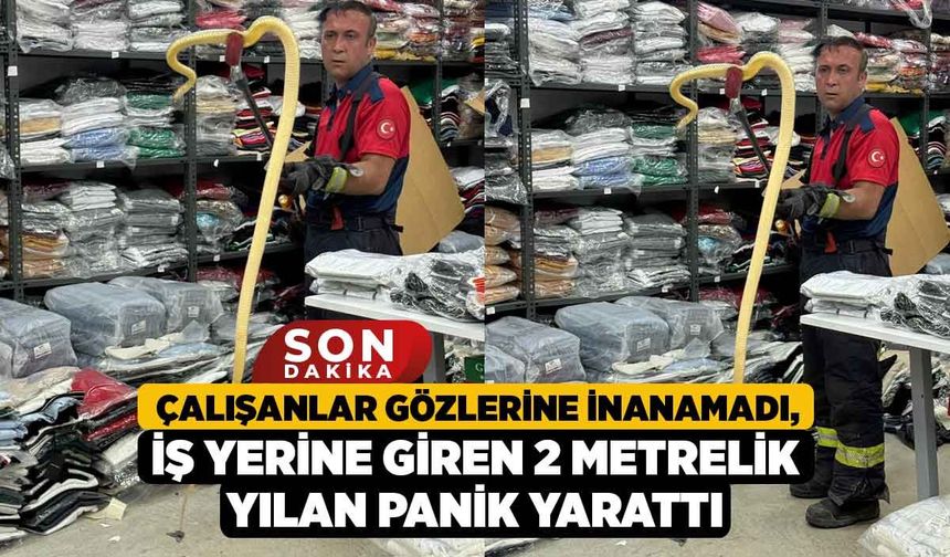 Çalışanlar Gözlerine İnanamadı, İş Yerine Giren 2 Metrelik Yılan Panik Yarattı