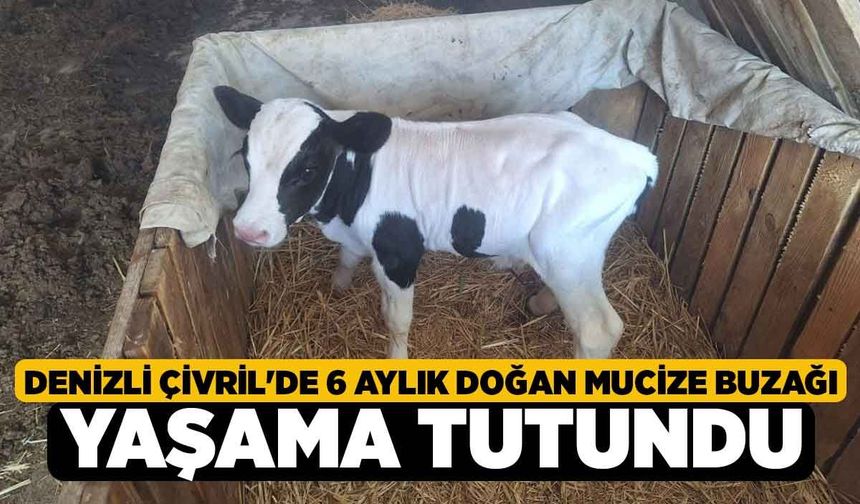 Denizli Çivril'de 6 Aylık Doğan Mucize Buzağı Yaşama Tutundu
