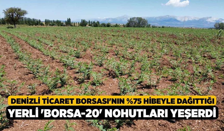 Denizli Ticaret Borsası'nın %75 Hibeyle Dağıttığı Yerli 'Borsa-20' Nohutları Yeşerdi