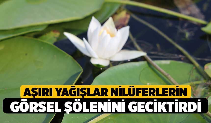 Denizli'de Aşırı Yağışlar Nilüferlerin Görsel Şölenini Geciktirdi