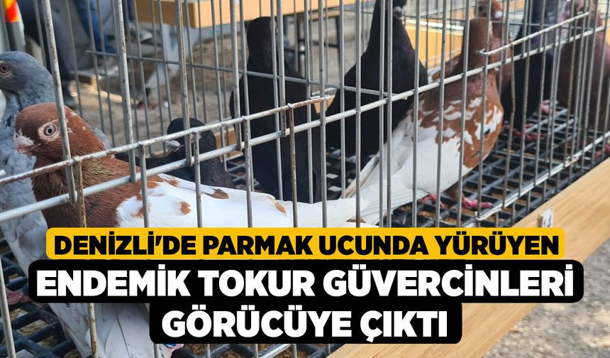 Denizli'de Parmak Ucunda Yürüyen Endemik Tokur Güvercinleri Görücüye Çıktı