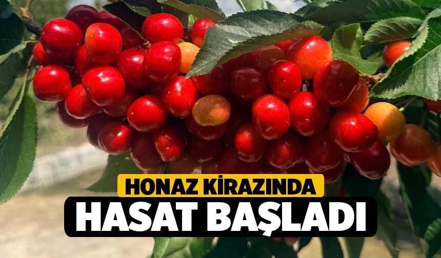 Honaz Kirazında Hasat Başladı