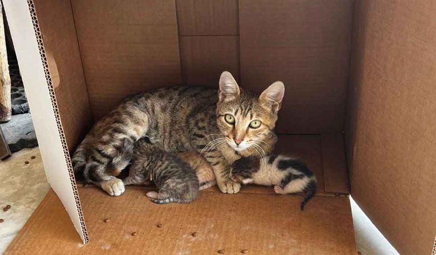 İşyerinde doğan kedi yavrularına esnaf sahip çıktı