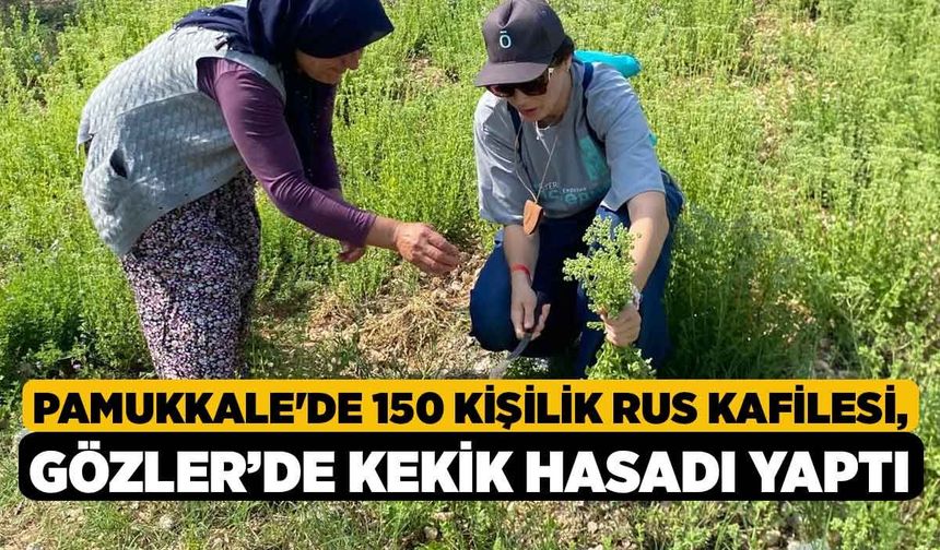 Pamukkale'de 150 Kişilik Rus Kafilesi, Gözler’de Kekik Hasadı Yaptı