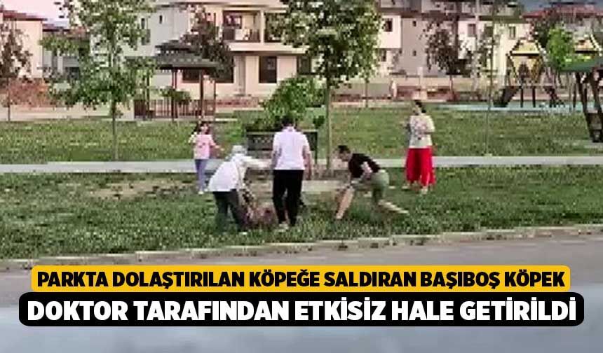 Parkta dolaştırılan köpeğe saldıran başıboş köpek, doktor tarafından etkisiz hale getirildi