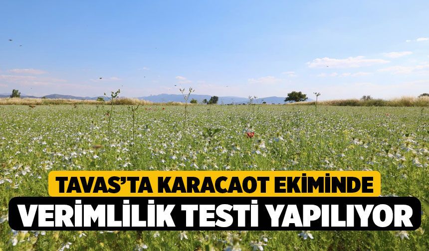 Tavas’ta Karacaot Ekiminde Verimlilik Testi Yapılıyor