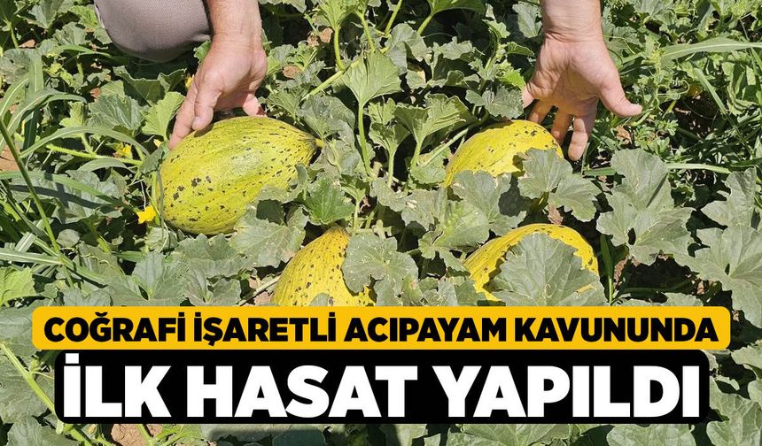 Coğrafi işaretli Acıpayam kavununda ilk hasat yapıldı