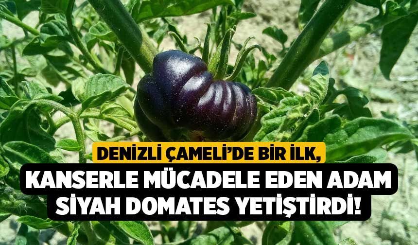 Denizli Çameli’de Bir İlk, Kanserle Mücadele Eden Aydın Kılınç Siyah Domates Yetiştirdi!