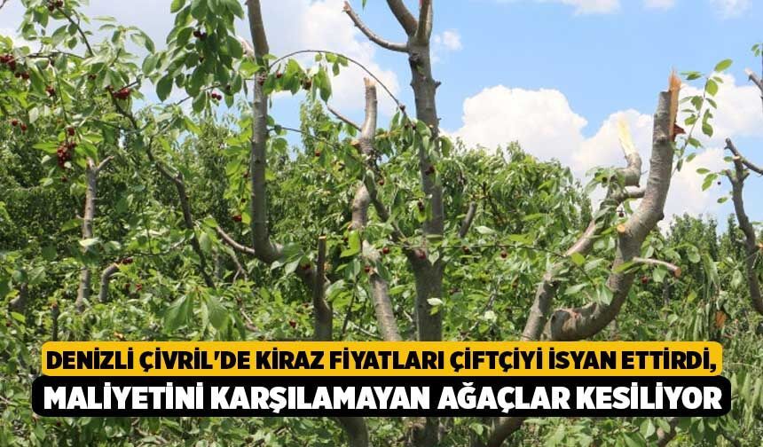 Denizli Çivril'de Kiraz Fiyatları Çiftçiyi İsyan Ettirdi, Maliyetini Karşılamayan Ağaçlar Kesiliyor