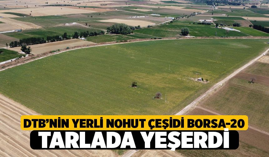 Denizli Ticaret Borsası’nın Yerli Nohut Çeşidi "Borsa-20" Tarlada Yeşerdi! İbrahim Tefenlili’den Müjde