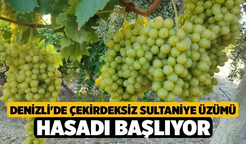 Denizli'de Çekirdeksiz Sultaniye Üzümü Hasadı Başlıyor