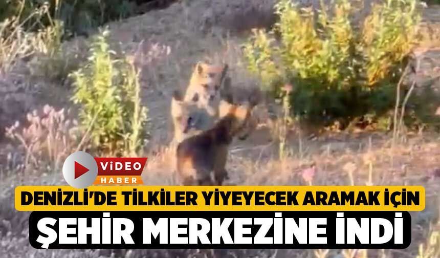 Denizli'de Tilkiler Yiyeyecek Aramak İçin Şehir Merkezine İndi
