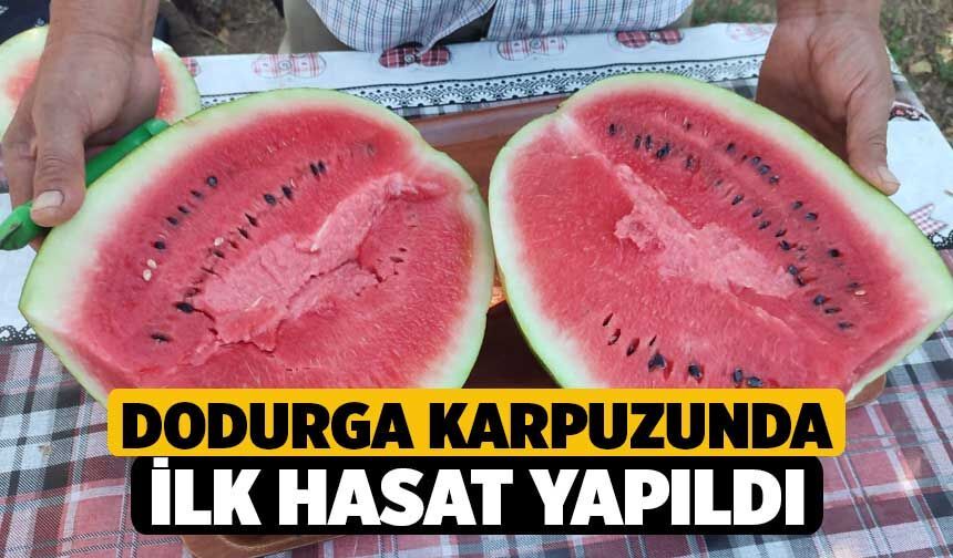 Dodurga karpuzunda ilk hasat yapıldı