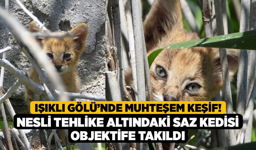Işıklı Gölü’nde Muhteşem Keşif! Nesli Tehlike Altındaki Saz Kedisi Objektife Takıldı