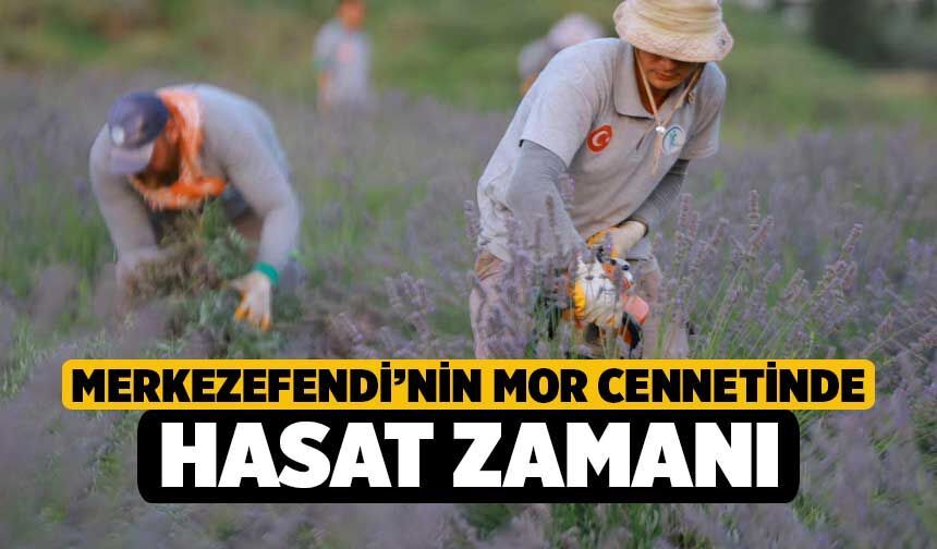 Merkezefendi’nin Mor Cennetinde Hasat Zamanı