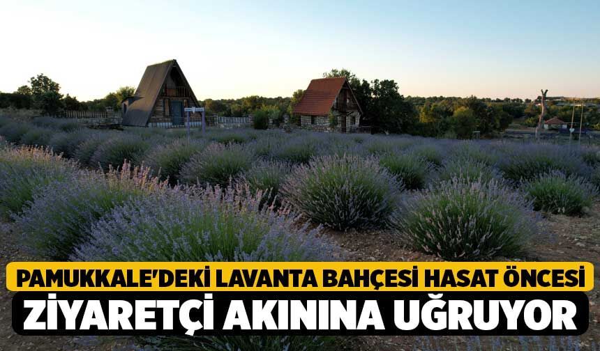 Pamukkale'deki Lavanta Bahçesi Hasat Öncesi Ziyaretçi Akınına Uğruyor