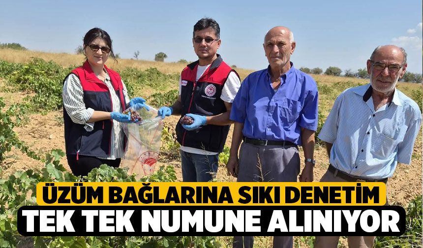 Bekilli’de Üzüm Bağlarında Hasat Öncesi Sıkı Denetim! Tek Tek Numune Alınıyor