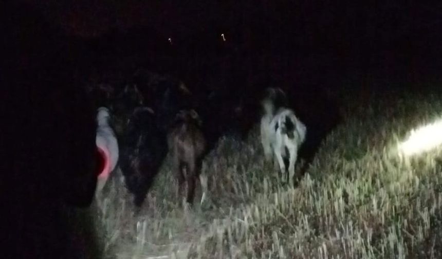 Çivril İğdir Mahallesi’nde Kayıp Keçi Operasyonu