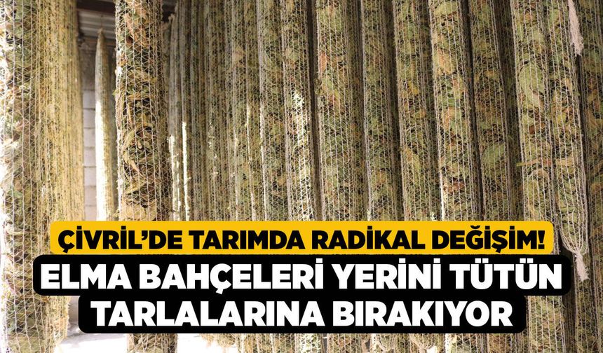 Çivril’de Tarımda Radikal Değişim! Elma Bahçeleri Yerini Tütün Tarlalarına Bırakıyor