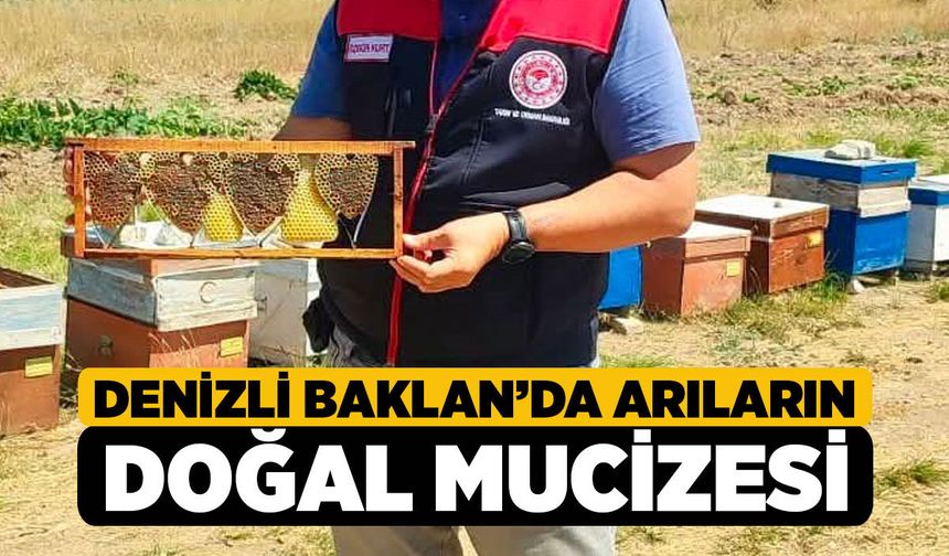 Denizli Baklan’da Arıların Doğal Mucizesi