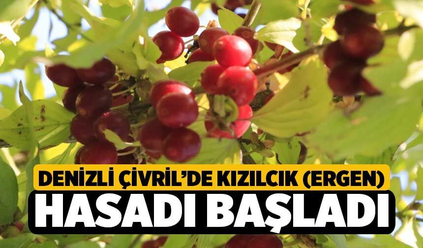 Denizli Çivril’de Kızılcık (Ergen) Hasadı Başladı