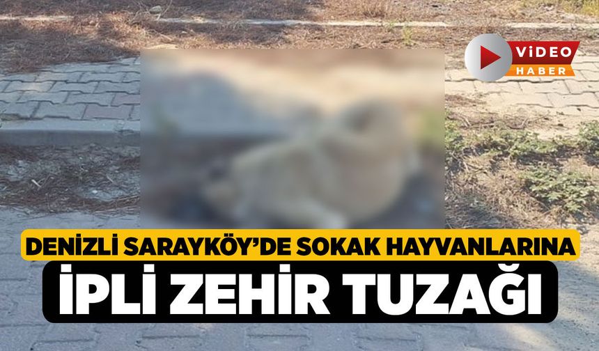 Denizli Sarayköy’de Sokak Hayvanlarına İpli Zehir Tuzağı