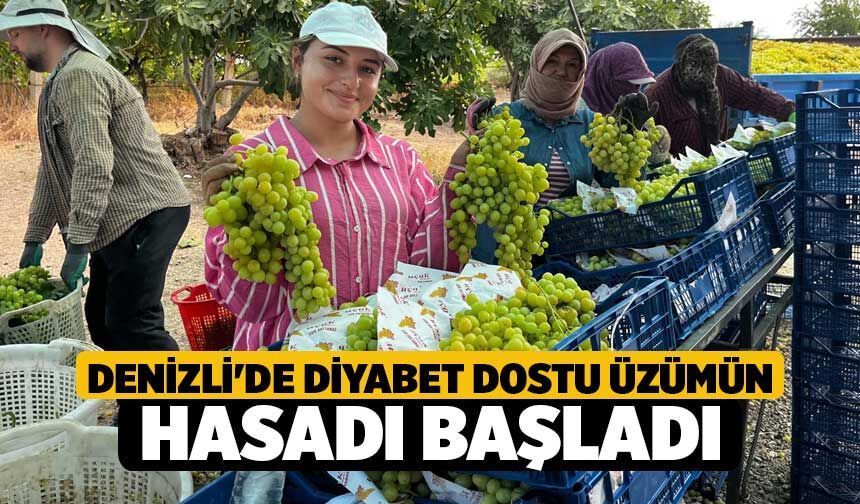 Denizli'de Diyabet Dostu Üzümün Hasadı Başladı