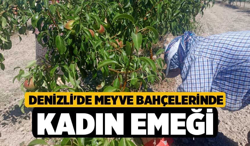 Denizli'de Meyve Bahçelerinde Kadın Emeği