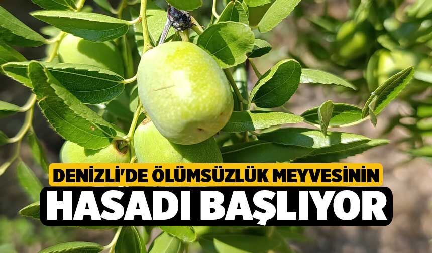 Denizli'de Ölümsüzlük Meyvesinin Hasadı Başlıyor