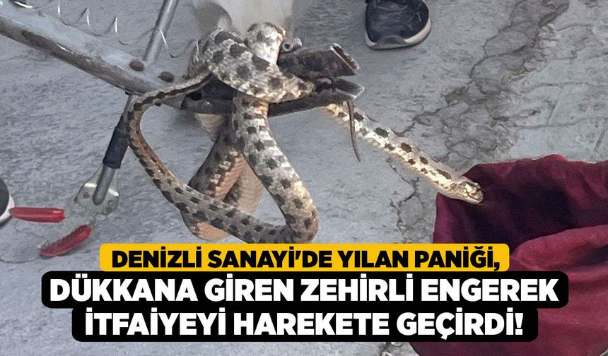 Denizli Sanayi'de Yılan Paniği, Dükkana Giren Zehirli Engerek İtfaiyeyi Harekete Geçirdi!