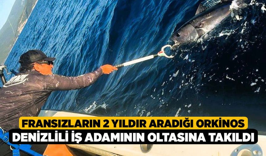 Fransızların 2 Yıldır Aradığı Orkinos Denizlili İş Adamının Oltasına Takıldı!