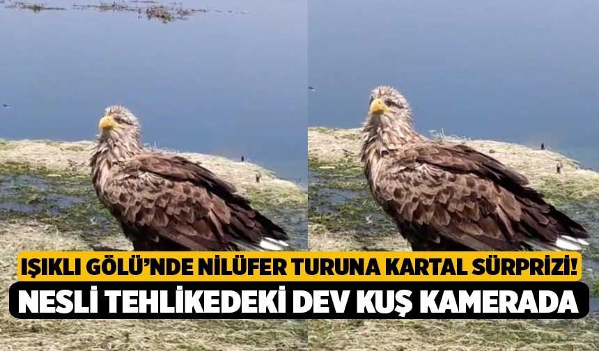 Işıklı Gölü’nde Nilüfer Turuna Kartal Sürprizi! Nesli Tehlikedeki Dev Kuş Kamerada