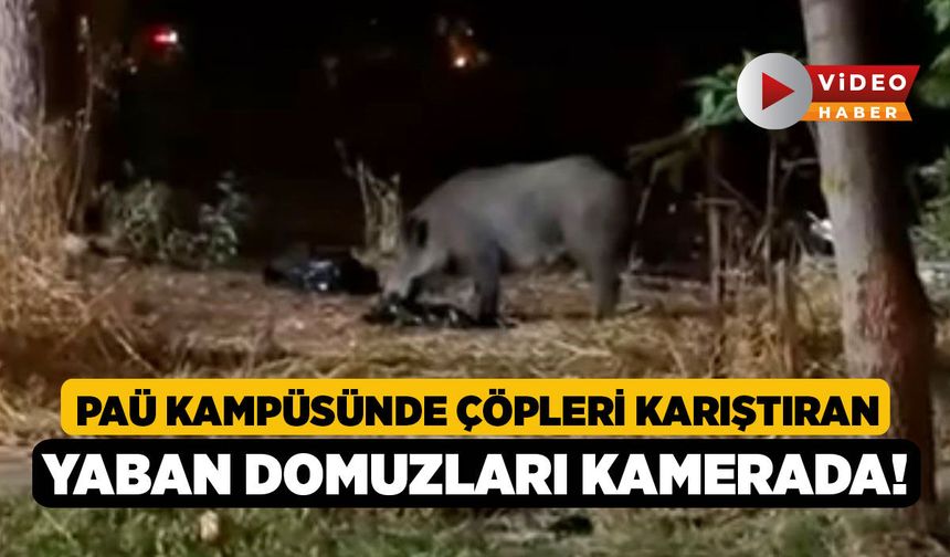 PAÜ Kampüsünde Çöpleri Karıştıran Yaban Domuzları Kamerada!