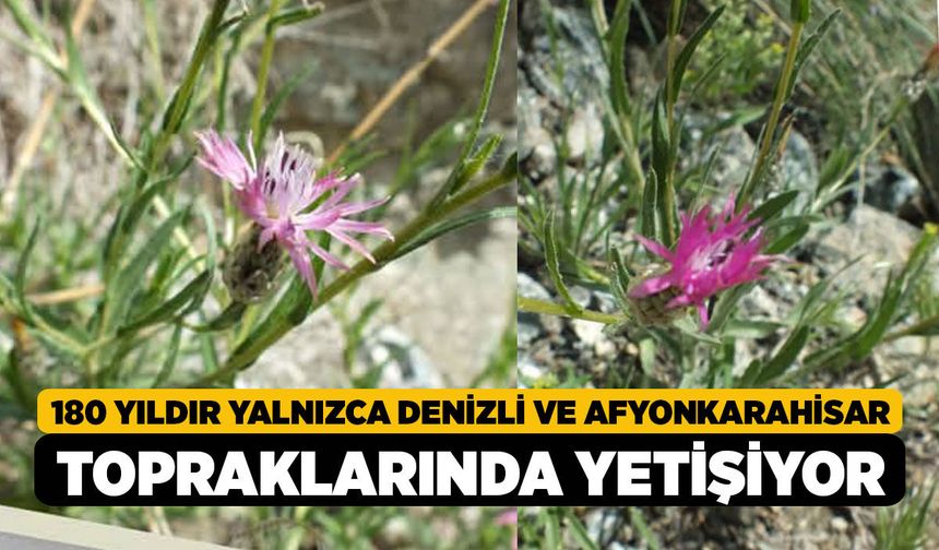 180 Yıldır Yalnızca Denizli ve Afyonkarahisar Topraklarında Yetişiyor