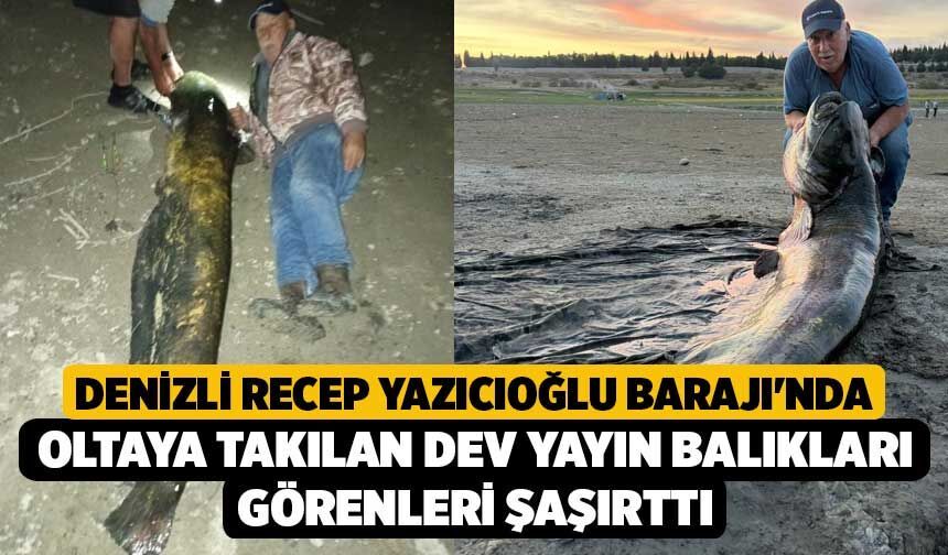 Denizli Recep Yazıcıoğlu Barajı'nda Oltaya Takılan Dev Yayın Balıkları Görenleri Şaşırttı