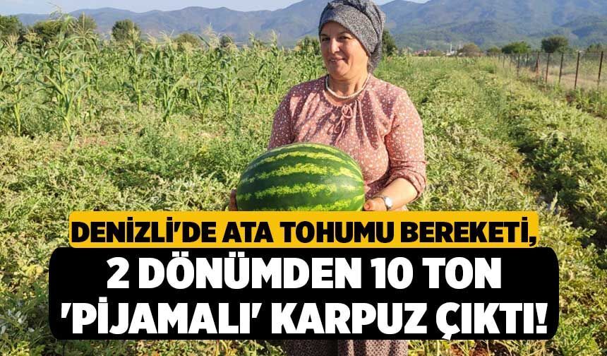Denizli'de Ata Tohumu Bereketi, 2 Dönümden 10 Ton 'Pijamalı' Karpuz Çıktı!