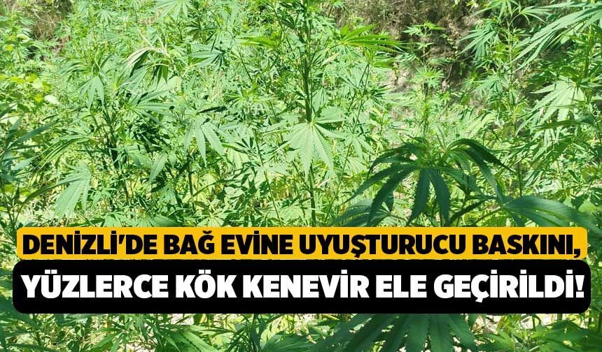 Denizli'de Bağ Evine Uyuşturucu Baskını, Yüzlerce Kök Kenevir Ele Geçirildi!