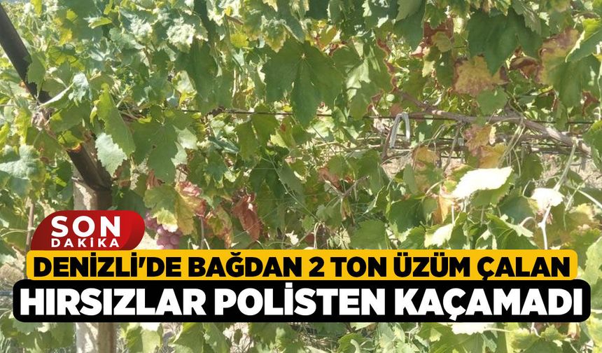 Denizli'de Bağdan 2 Ton Üzüm Çalan Hırsızlar Polisten Kaçamadı!