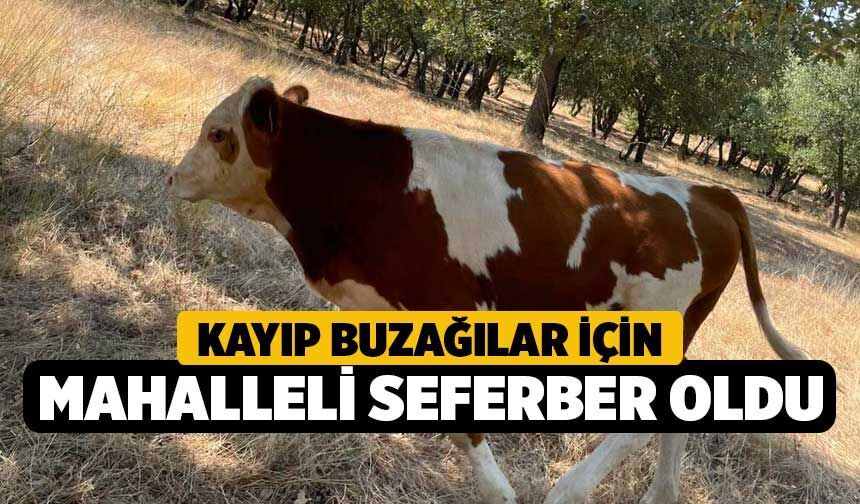 Kayıp Buzağılar İçin Mahalleli Seferber Oldu!