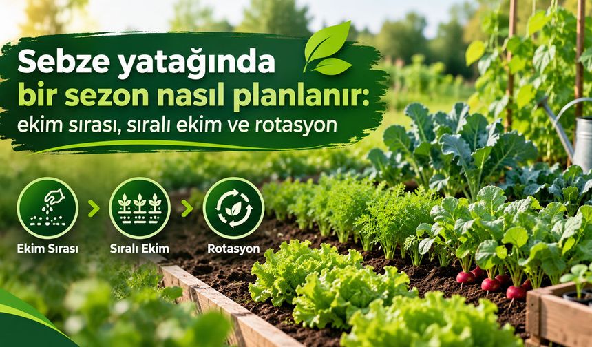 Sebze yatağında bir sezon nasıl planlanır: ekim sırası, sıralı ekim ve rotasyon