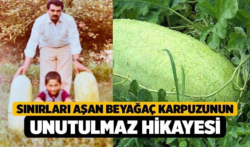 Sınırları Aşan Beyağaç Karpuzunun Unutulmaz Hikayesi