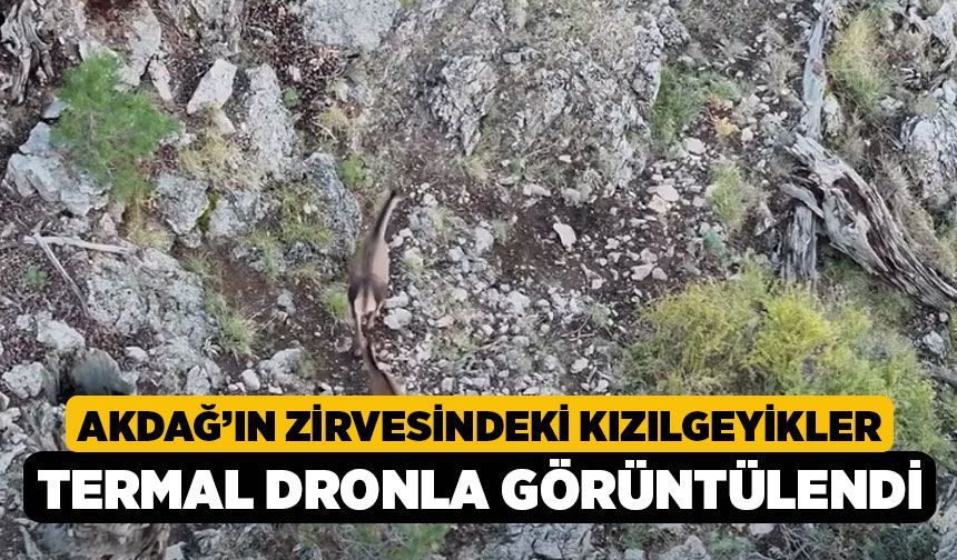 Akdağ’ın Zirvesindeki Kızılgeyikler Termal Dronla Görüntülendi!