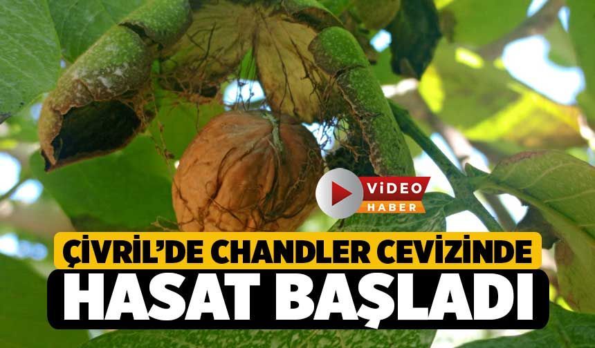 Çivril’de Chandler Cevizinde Hasat Başladı
