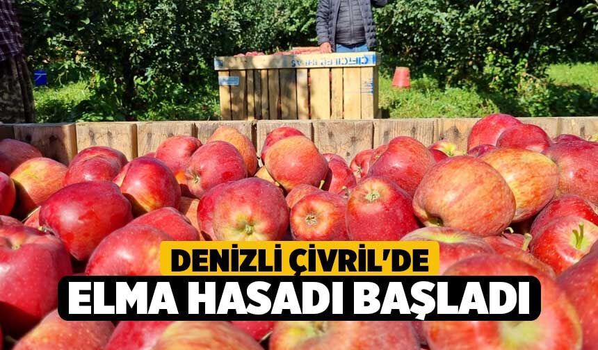 Denizli Çivril'de Elma Hasadı Başladı
