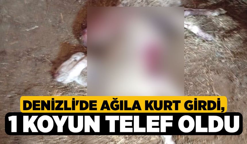 Denizli'de Ağıla Kurt Girdi, 1 Koyun Telef Oldu