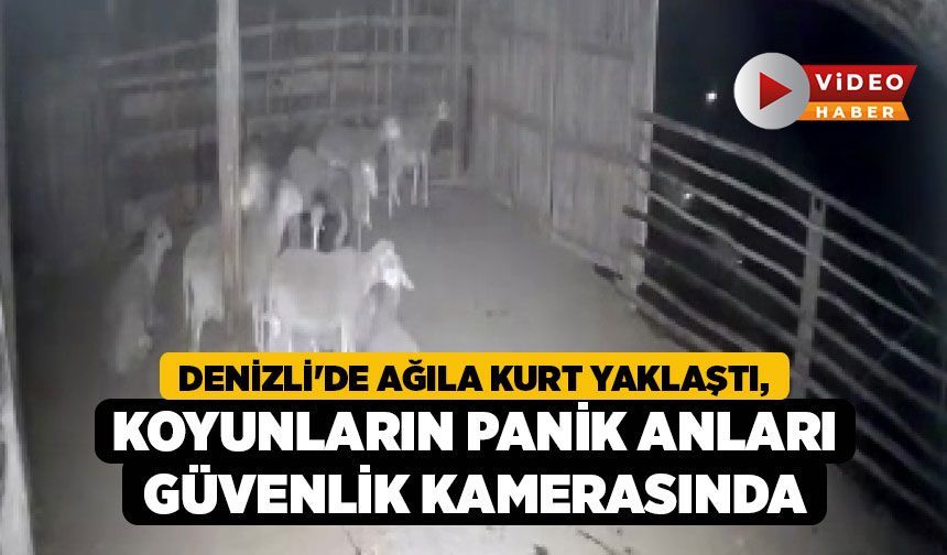 Denizli'de Ağıla Kurt Yaklaştı, Koyunların Panik Anları Güvenlik Kamerasında