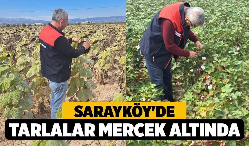 Sarayköy'de Tarlalar Mercek Altında