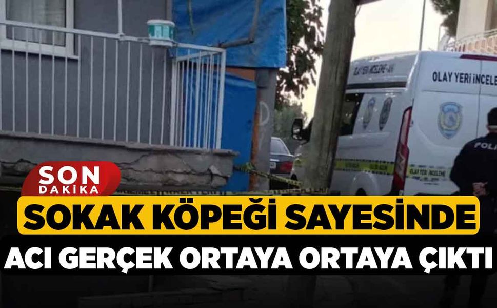 Sokak Köpeği Sayesinde Acı Gerçek Ortaya Ortaya Çıktı