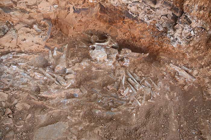denizlide-9-milyon-yil-oncesine-ait-oklu-kirpi-ve-kus-fosili-bulundu-2